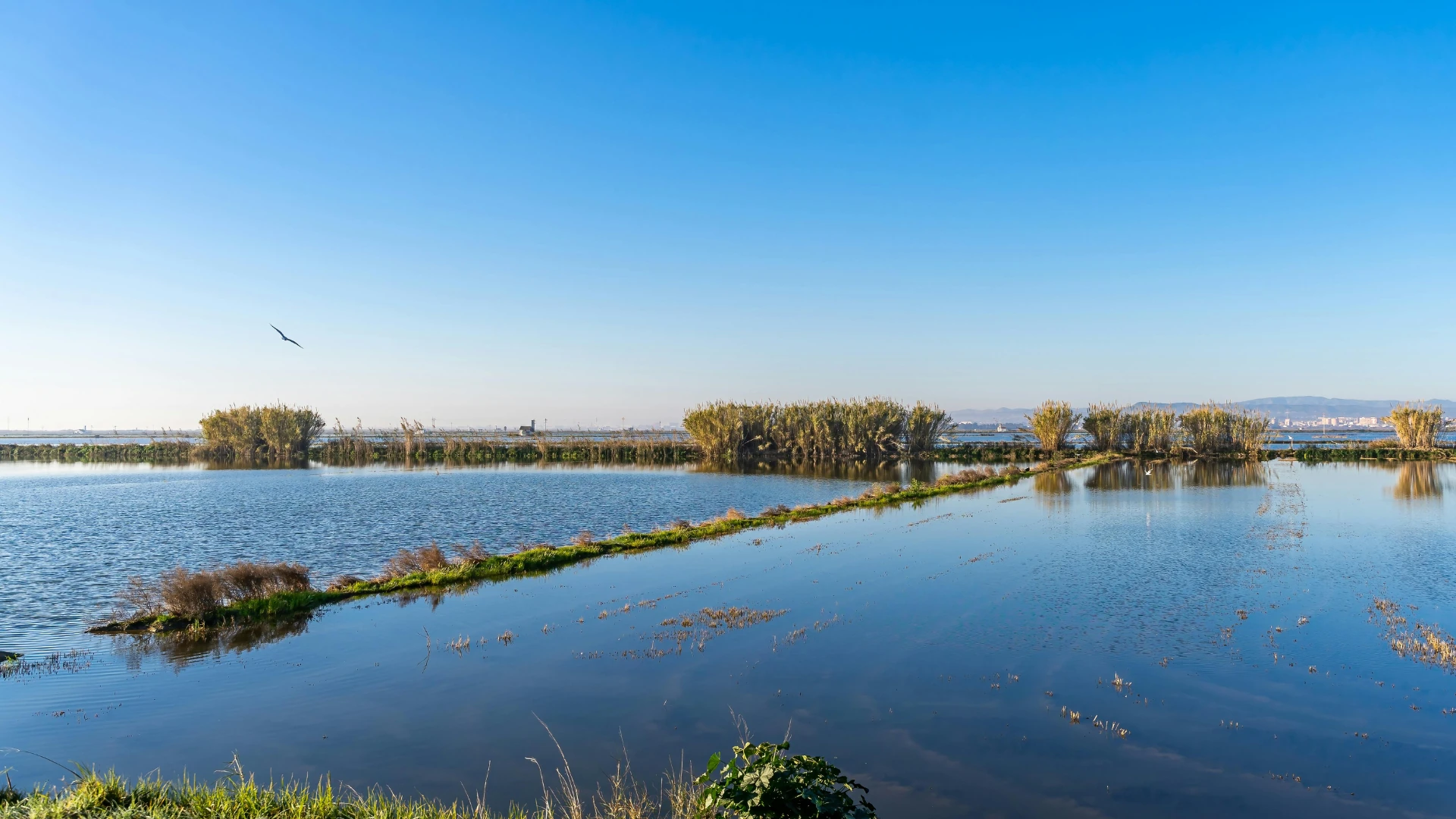Lee más sobre el artículo Guía para visitar la Albufera desde Benifaió: Atardeceres, Paella y Barcas